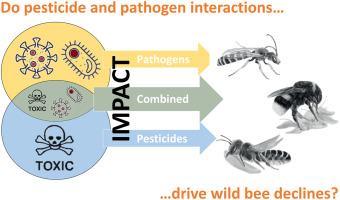 Impact of Climate Change on Wild Bees: Decreasing Numbers and Variety