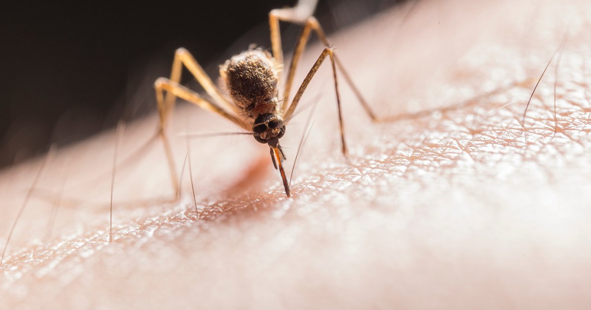 Zika Virus Alters Skin Chemistry to Entice More Mosquitoes