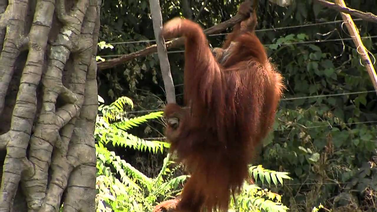 Zoo Setting Boosts Orangutan Inquisitiveness and Mental Skills
