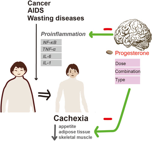 Brain Estrogen Recognized as Essential Modulator in Curbing Appetite