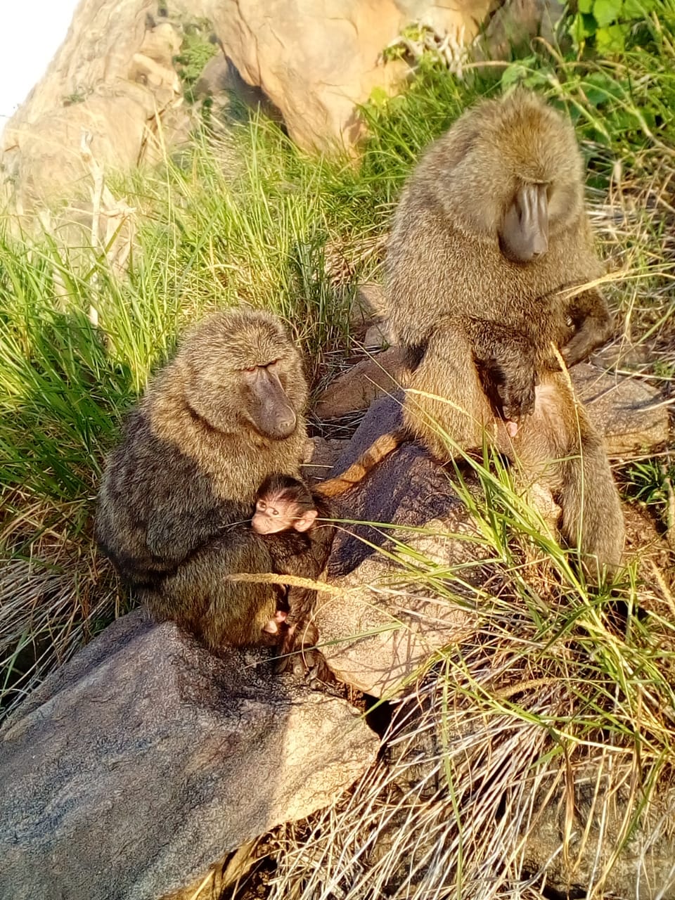 Capuchin Monkeys Noted for Engaging in Uncommon Behavior of Kidnapping Infant Howler Monkeys