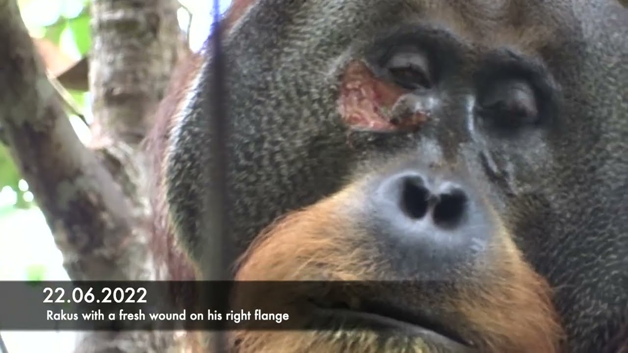 Chimpanzees Utilize Healing Plants to Care for One Another's Injuries