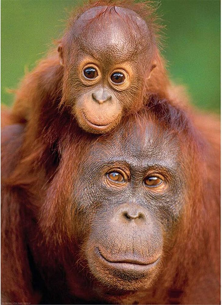 Differences in Parenting Styles Noted Among Orangutan Mothers