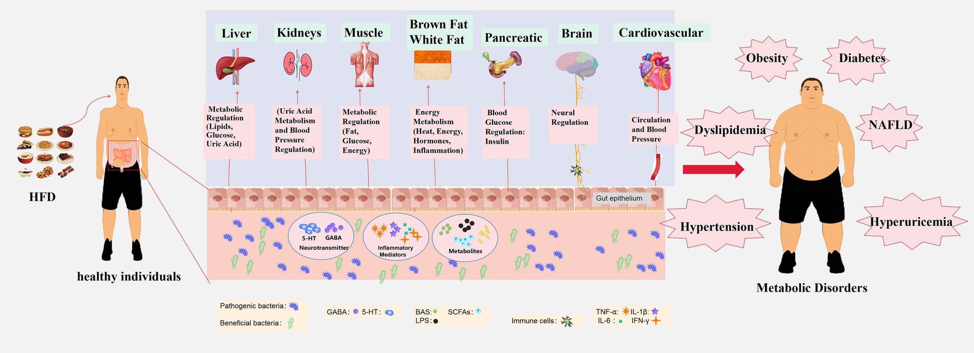 Effect of Western Diet on Gut Recovery and Elevated Infection Risk