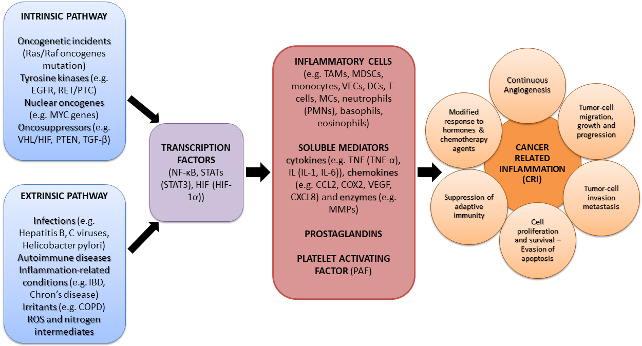Energy Beverage Component Associated with Rise of Invasive Blood Cancers