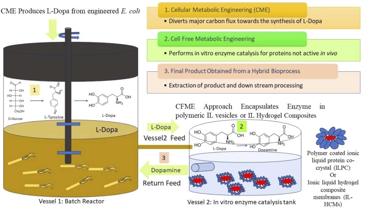 Engineered Enzymes Created from the Ground Up Outperform Their Natural Equivalents in Efficiency