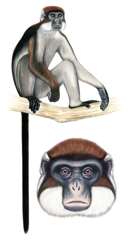 Extinction Emergency Endangers the Planet’s Most Endangered Primate Species