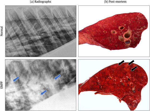 Genetic Alteration Boosts Equine Athletic Ability
