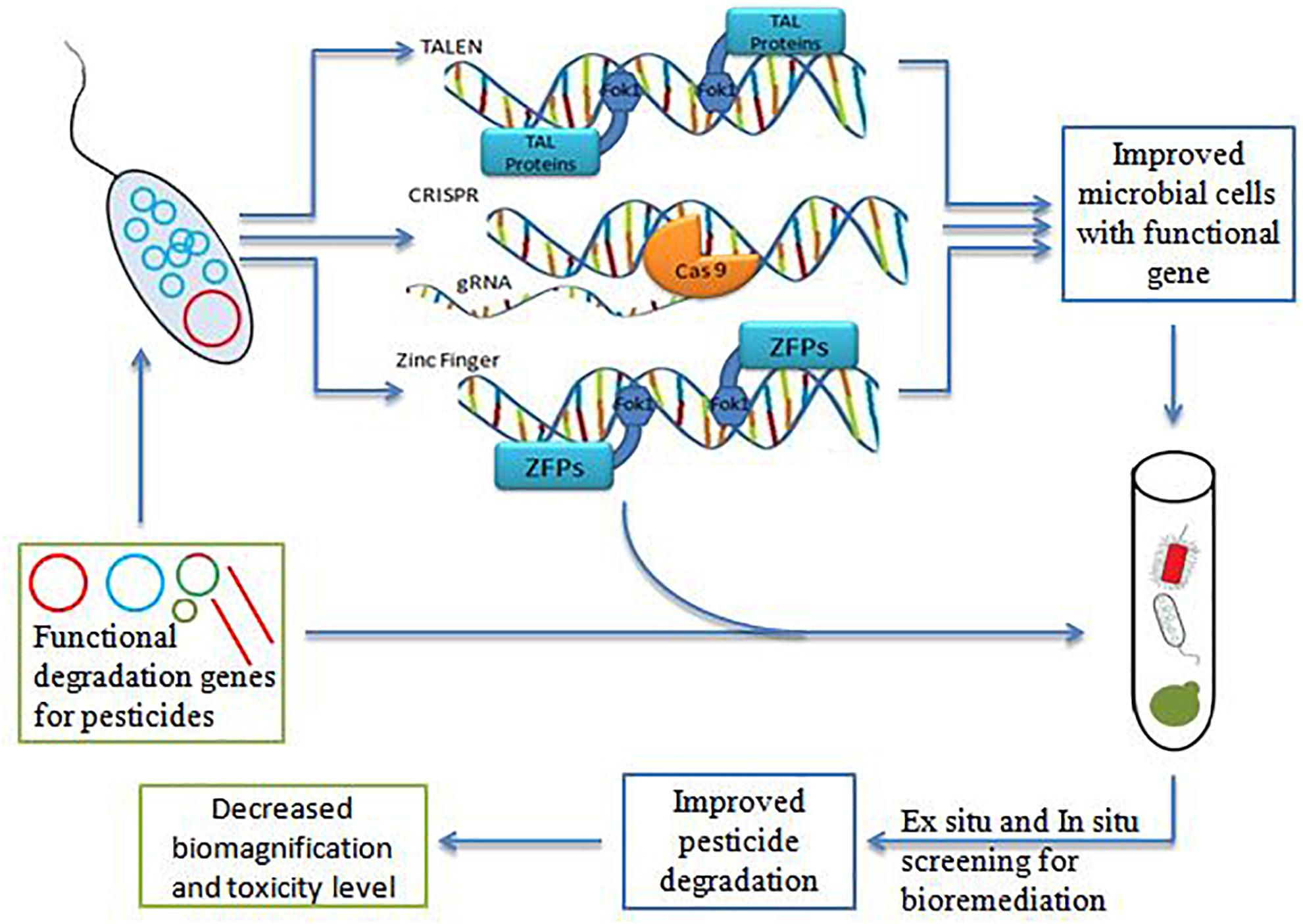 Genetically Modified Microbe Created to Remediate Persistent Oil Spill Contamination
