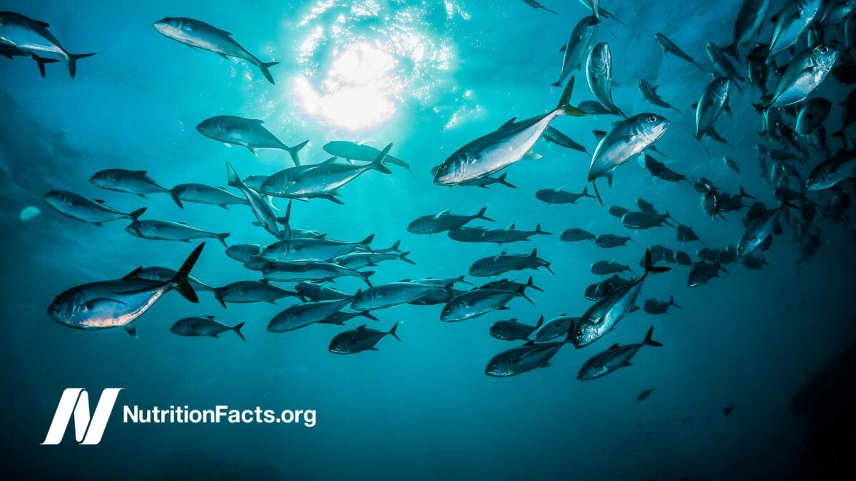 Gut Microbes Eliminate Mercury from Fish While Keeping the Host Safe