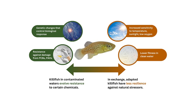 How Fish Are Adapting to Extreme Temperatures to Evolve and Survive Climate Change