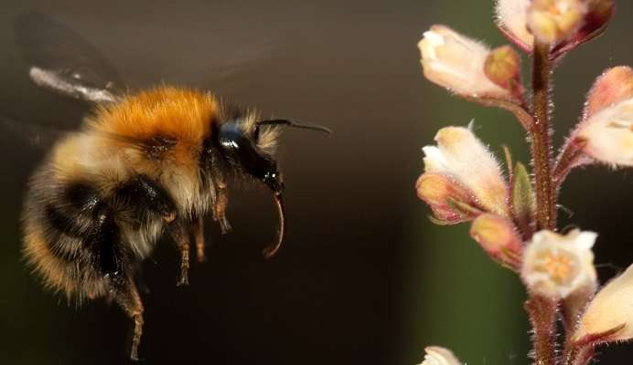How Flora Enhance Nectar Sugars When Exposed to Bee Buzzing Noises