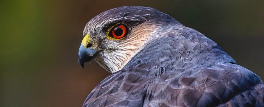 How Hawks Utilize Traffic Signals to Capture Prey in City Landscapes