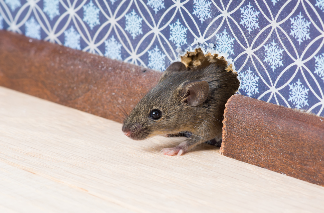 How Mice Utilize Odor to Ascertain Social Hierarchy
