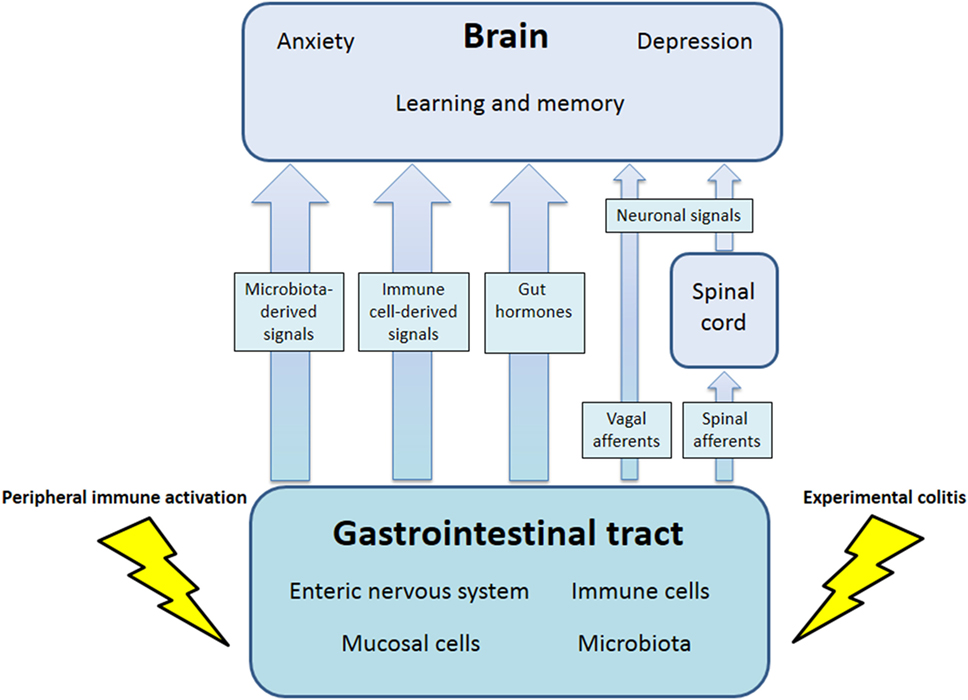 How Robust Immune Systems and Bigger Brains Facilitate Extended Lifespans in Mammals