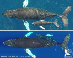 Humpback Whales Discovered to Calve During Migration, Beyond Conventional Tropical Breeding Areas