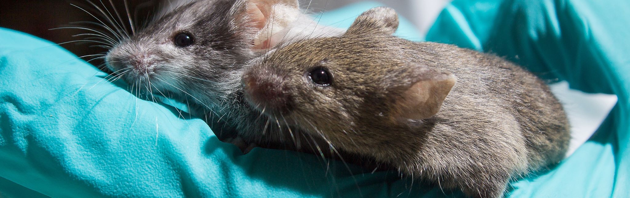 Light and Sound Therapy Developed by MIT Restores Memory Function in Mice with Down Syndrome