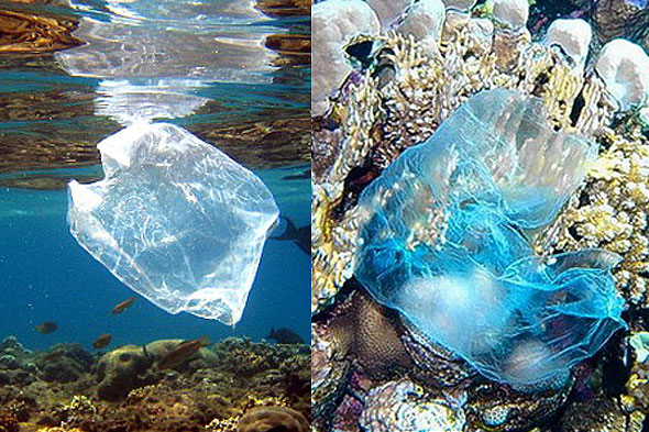 Material Derived from Seashells Provides Innovative Approach to Tackle Plastic Pollution