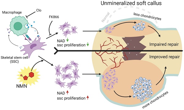Muscle Function Stays Unaffected Even with Extreme NAD Depletion
