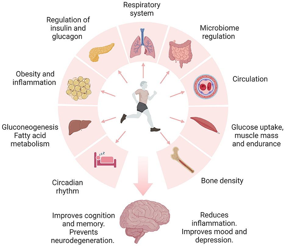 Muscle Strength Assessment Demonstrated to Indicate Potential Future Memory Decline