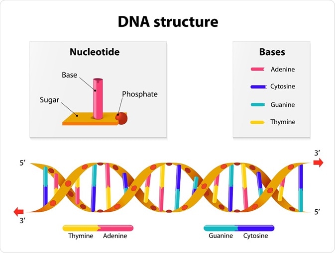 Novel DNA Research Uncovers Genetic Modifications That Shaped the Development of Human Intelligence