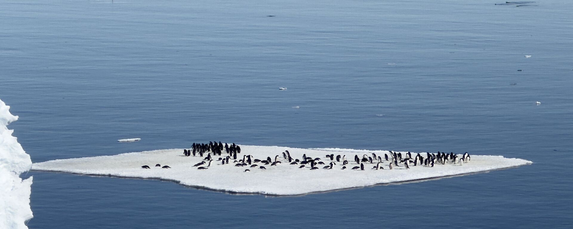Penguin Waste Aids in Cloud Creation in Antarctica