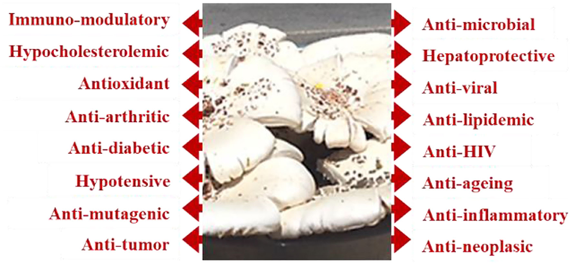 Possibilities of Medicinal Fungi in the Therapy of Neural Disorders