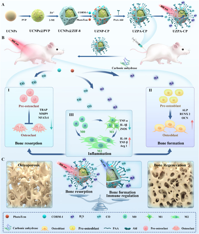 Recently Uncovered Protein Could Transform Approaches to Osteoporosis Therapy