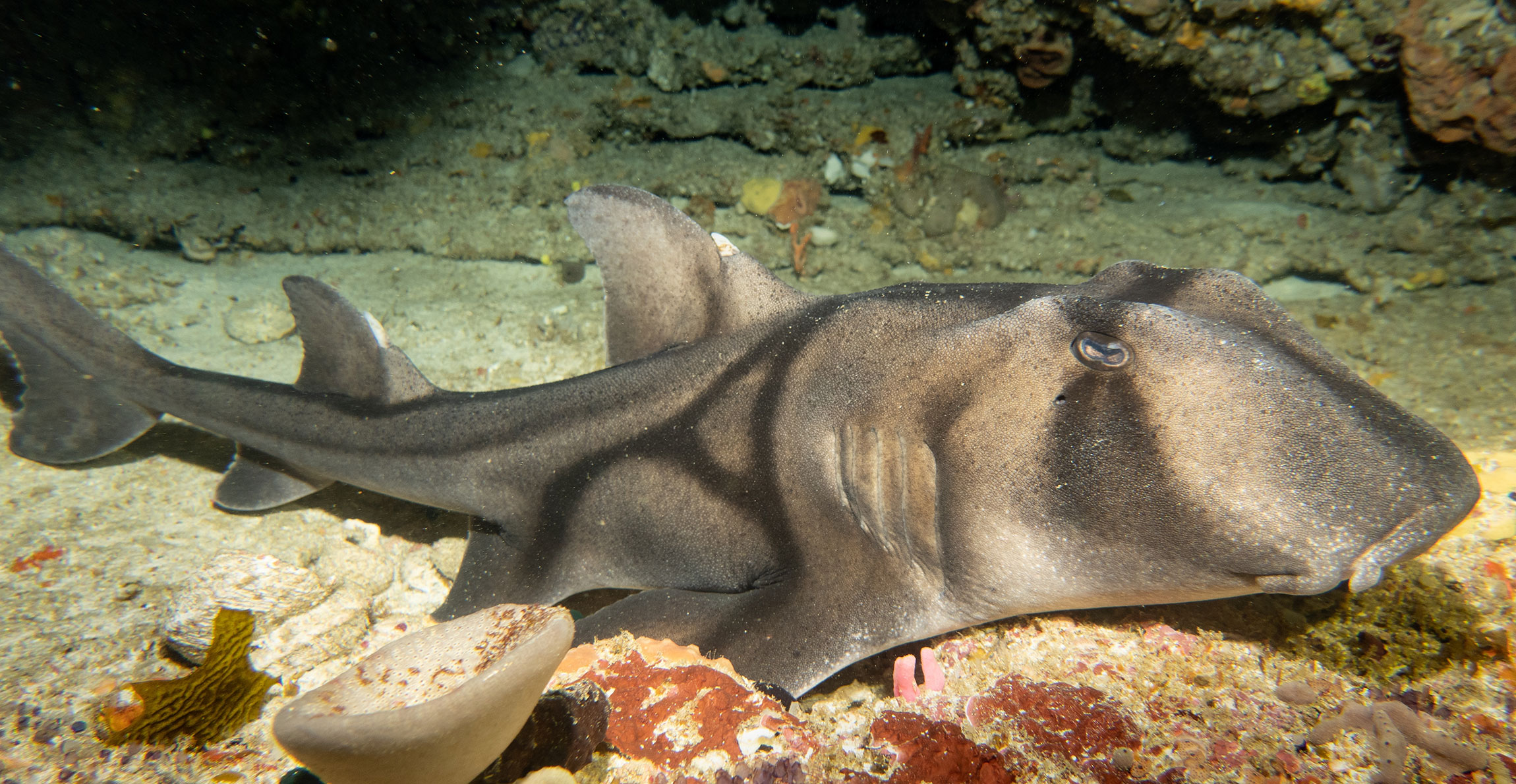 Recently Unearthed Ancient Sea-Moth Hunter Illuminates Arthropod Development