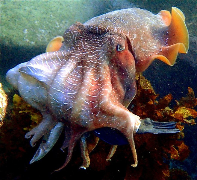 Research Shows Cuttlefish Utilize Their Limbs for Communication
