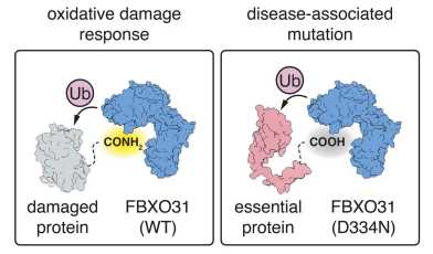 Sugar-Enveloped Nanoparticles Created to Trap Harmful Proteins Associated with Alzheimer’s Disease