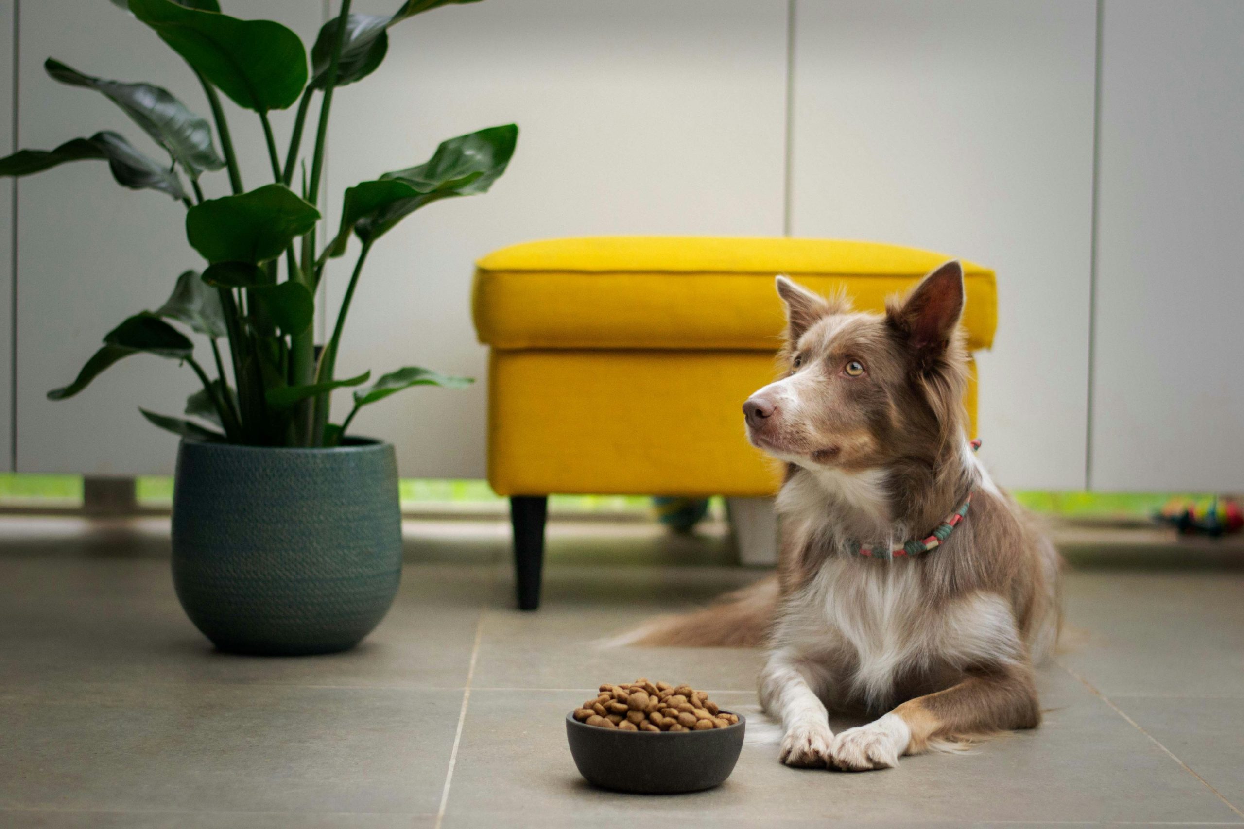 The Increasing Trend of Considering Dogs as Family Members or Children