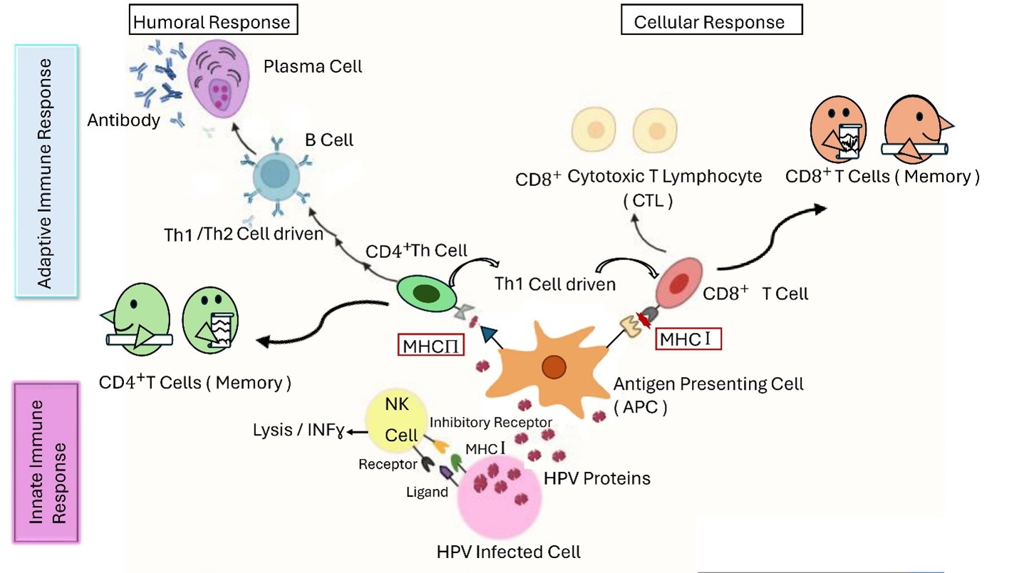 The majority of newborns infected with HPV naturally clear the virus within a few months.