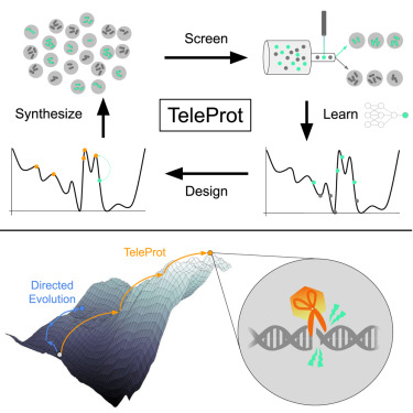 Utilizing Amino Acid Sequences for Forecasting Enzyme Stereoselectivity