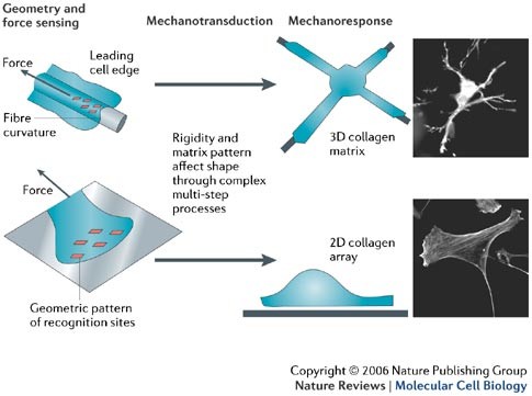 Atomic Force Microscopy Uncovers the Process of Collagen Unfolding and Refolding in the Body