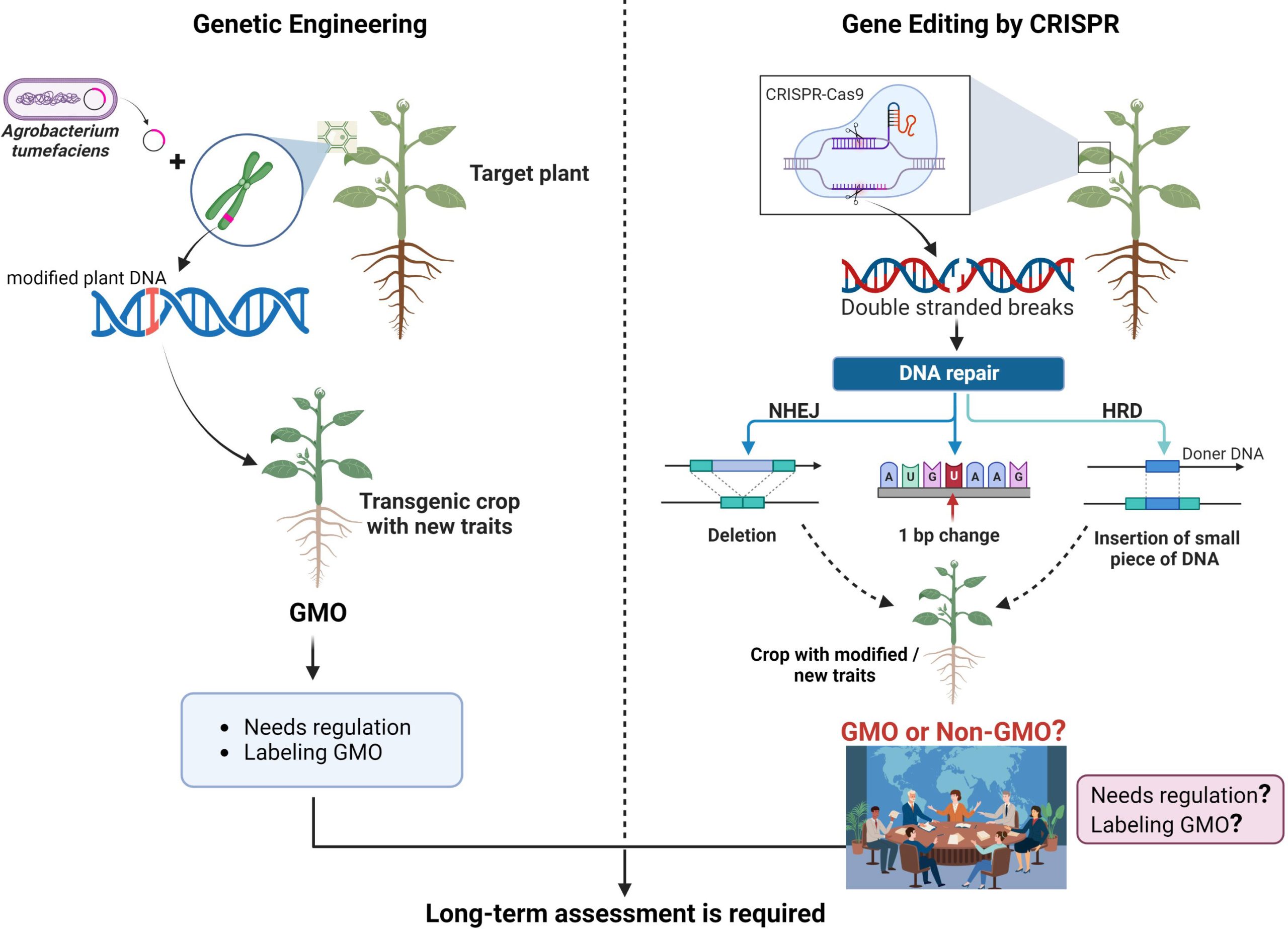 CRISPR: An Innovative Method in Genetic Modification Technology