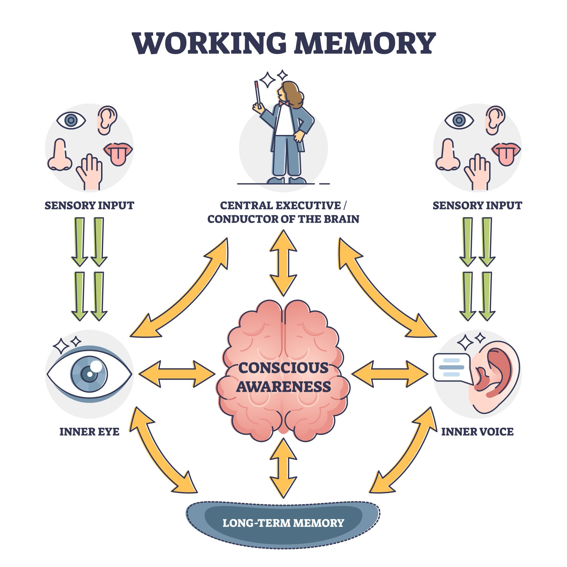 Comprehending Memory: The Way We Recall Information