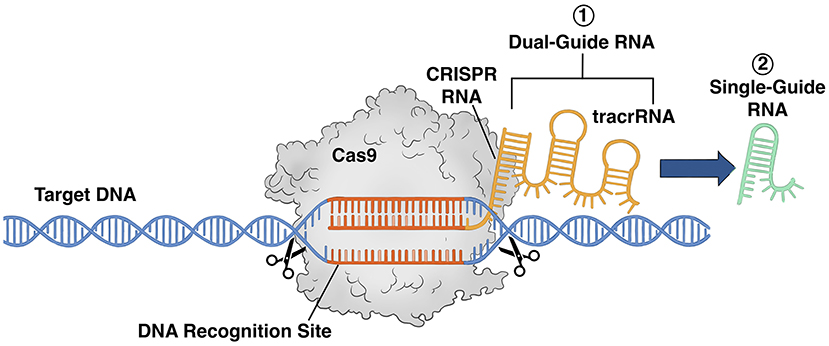 CRISPR: An Innovative Breakthrough in Genetic Editing Technology