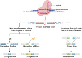 CRISPR: Revolutionary Innovation for Genetic Modification