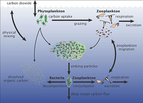 Distinctive Composition of Membrane Protein Allows Bacterial Predator to Devour Competitors