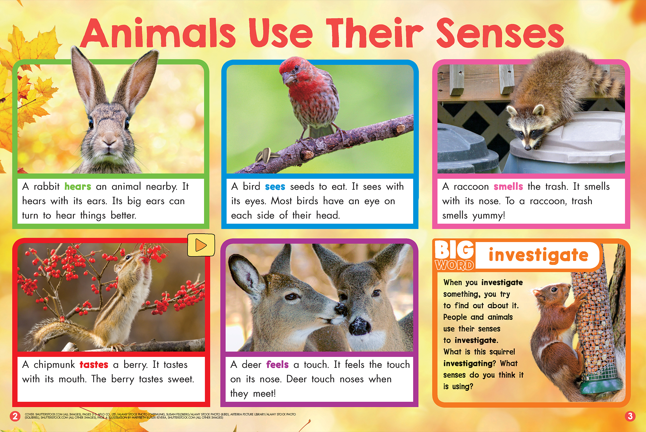 Investigating the Enhanced Sensory Skills of Creatures