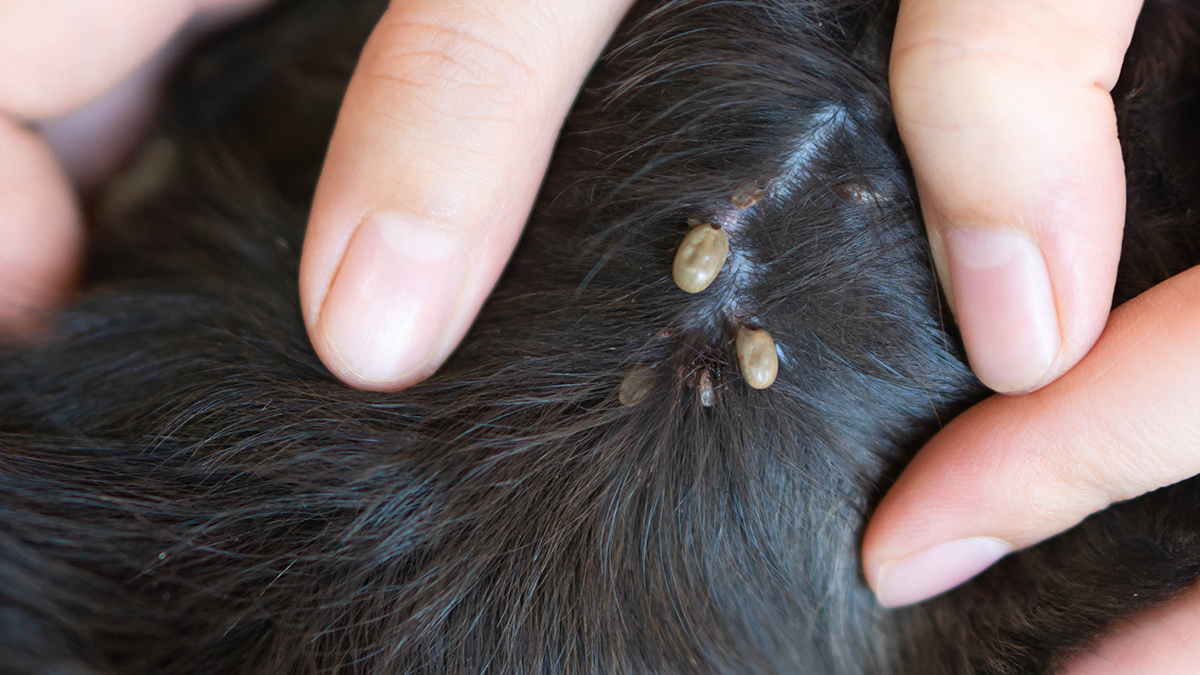 UK Government Creates Strategy to Address Pesticide Pollution from Flea and Tick Treatments in Water Systems