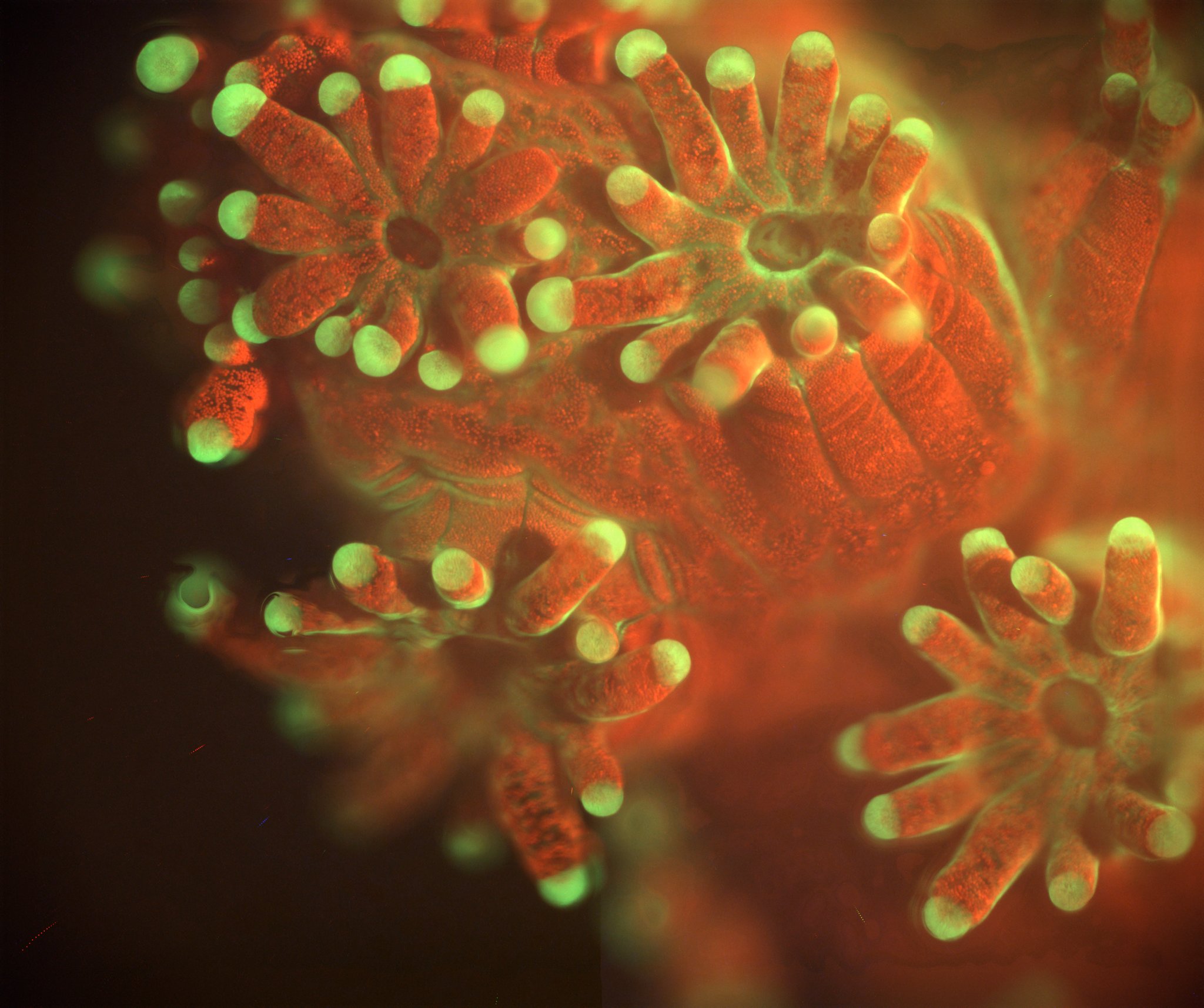 Underwater Microscope Reveals Mysteries of Coral Ecosystems