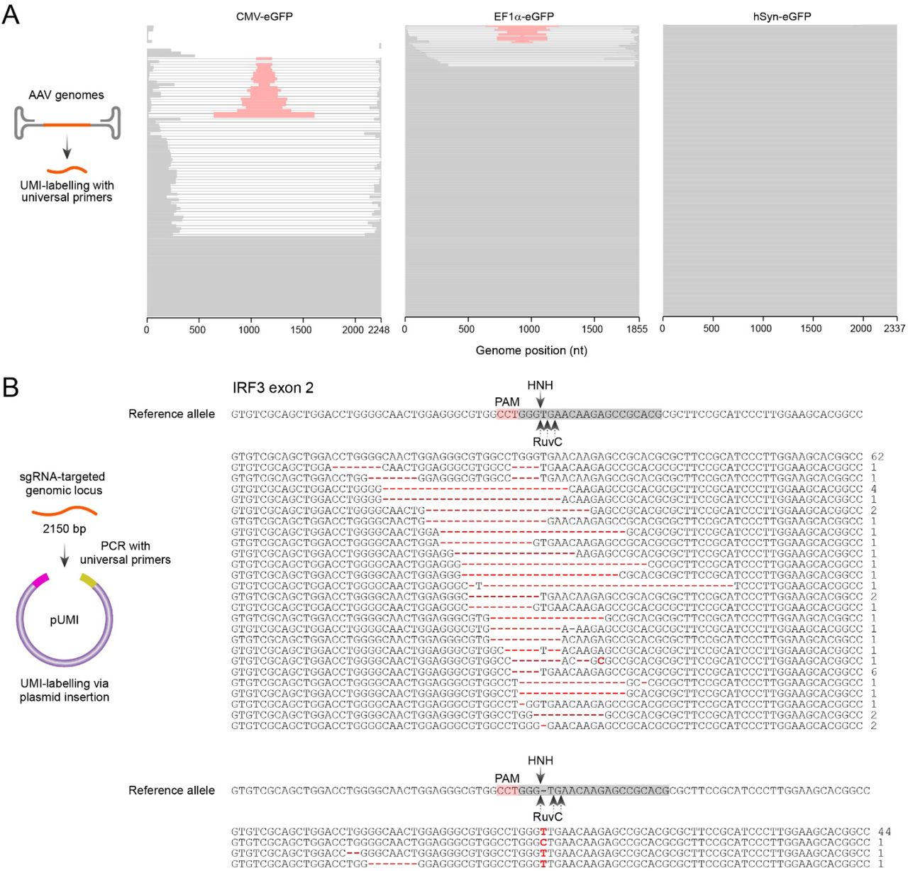 "Wellcome Funding Launches Initiative to Reconstruct Human Genome from Ground Up"