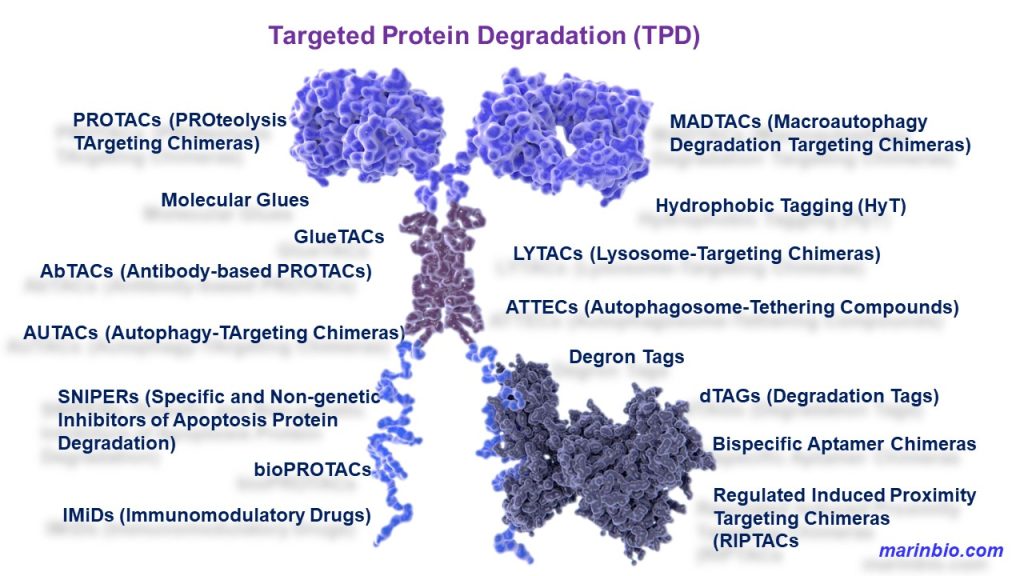 AI Technologies Utilized to Create Tailored Proteins for Customized Cancer Therapies and Antibiotics
