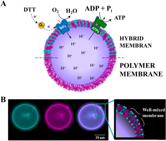 Branched Polymers Protect Cell Mimics for Engagement with Biological Cells