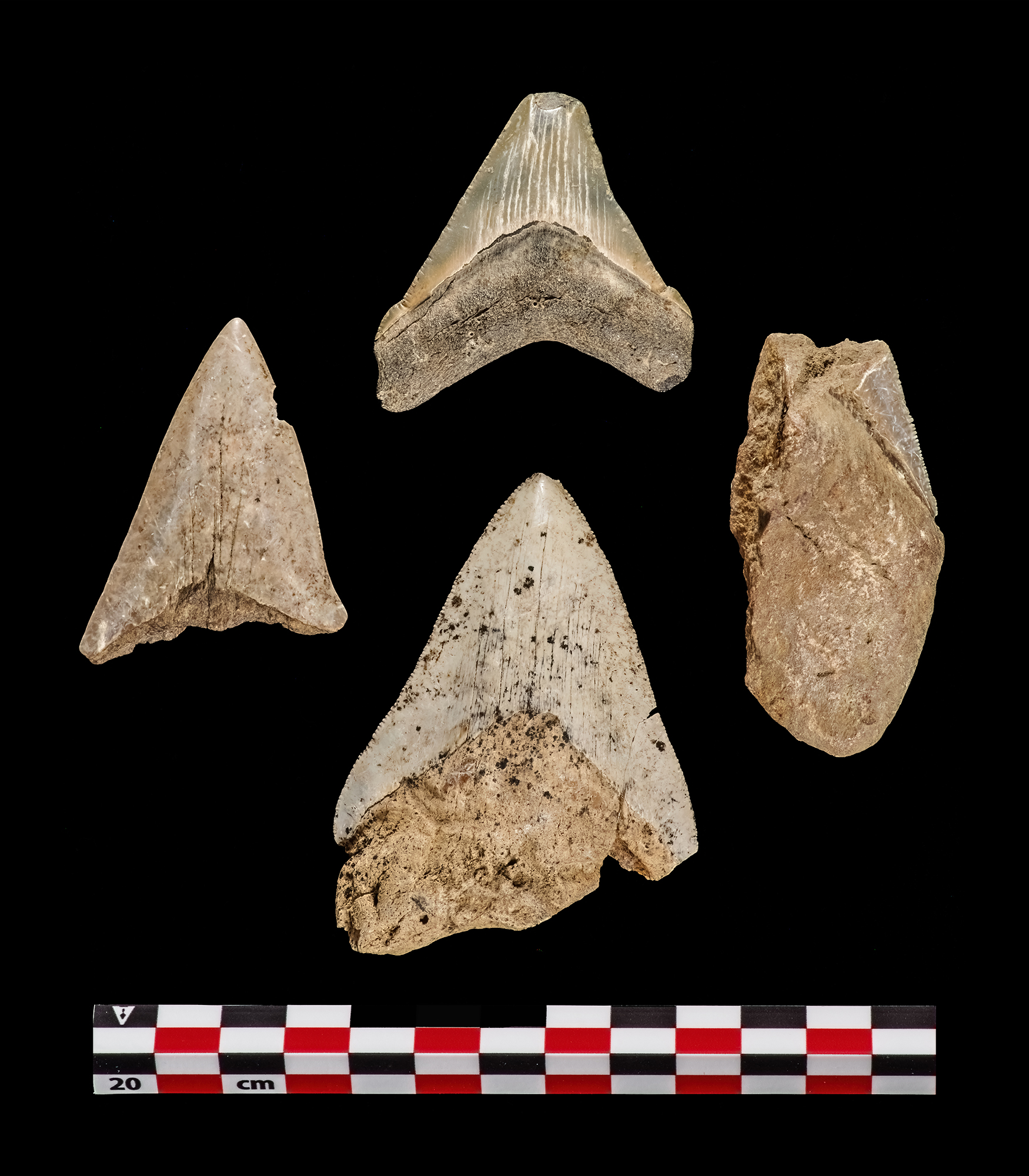 Effect of Climate Change on Shark Tooth Erosion