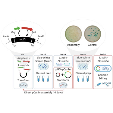 Engineered E. coli Shows Effectiveness with Condensed Genetic Code