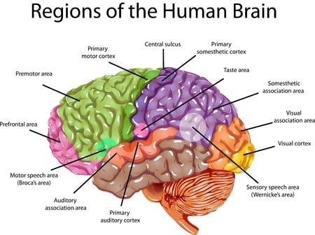 Investigating the Basics of Psychology and the Human Mind