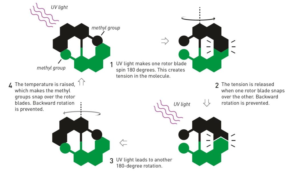 Molecular Motor Constructs Interlinked Catenane Loops